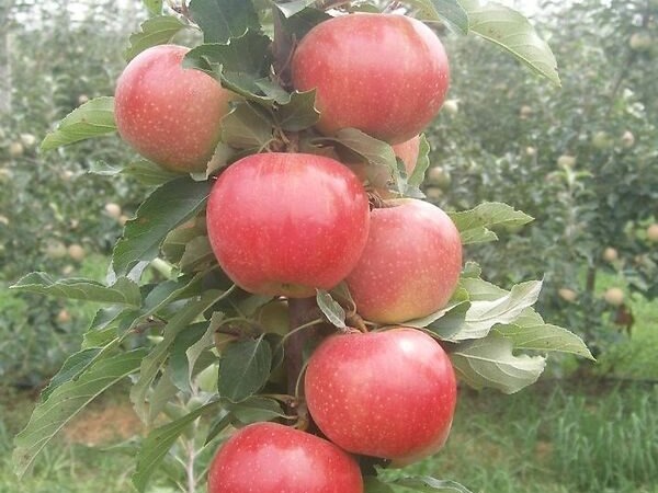 Buckeye Gala Alması